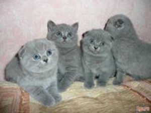 Шотландский кот для вязки - <ro>Изображение</ro><ru>Изображение</ru> #2, <ru>Объявление</ru> #1646920