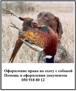 Як оформити собаку на полювання Документи на право полювання з собакою - <ro>Изображение</ro><ru>Изображение</ru> #1, <ru>Объявление</ru> #1647585