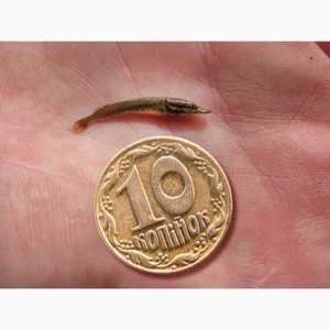 Подрощенная личинка, малек щуки - <ro>Изображение</ro><ru>Изображение</ru> #1, <ru>Объявление</ru> #1648042