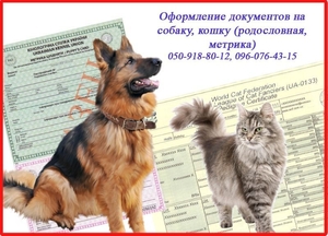 Оформлення ветеринарних документів від 1 дня для котів, собак, Харків - <ro>Изображение</ro><ru>Изображение</ru> #1, <ru>Объявление</ru> #1647590