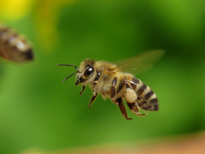 Продам пчелосемьи с 15 апреля 2019 года - <ro>Изображение</ro><ru>Изображение</ru> #1, <ru>Объявление</ru> #1651244