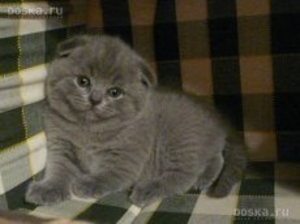 Продам котят вислоухих - <ro>Изображение</ro><ru>Изображение</ru> #2, <ru>Объявление</ru> #1653905