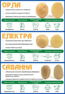 Семенная картошка Картопля ОРЛА Электра Ривьера Торнадо Кристина РОКО - <ro>Изображение</ro><ru>Изображение</ru> #3, <ru>Объявление</ru> #1665492