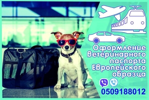 Довідка на титри, ветеринарний паспорт - <ro>Изображение</ro><ru>Изображение</ru> #1, <ru>Объявление</ru> #1675060