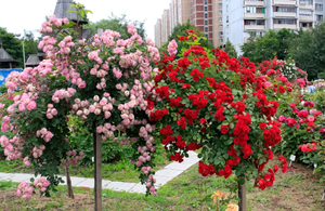 Саженцы плодовых деревьев и роз - <ro>Изображение</ro><ru>Изображение</ru> #3, <ru>Объявление</ru> #1676150
