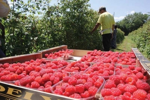 На переработку ягод и овощей ищем бригаду 10 чел  - <ro>Изображение</ro><ru>Изображение</ru> #1, <ru>Объявление</ru> #1684292