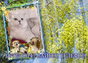 Серебристо шиншиловый кот ждет прямоухих,вислоухих невест на свидания. - <ro>Изображение</ro><ru>Изображение</ru> #1, <ru>Объявление</ru> #1715571