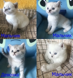 Пушистый шотландский подарок #1147389