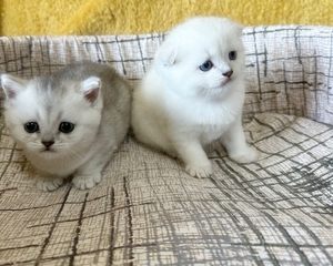 Шотландские котята. Красавцы,  плюшевые медвежата #877796