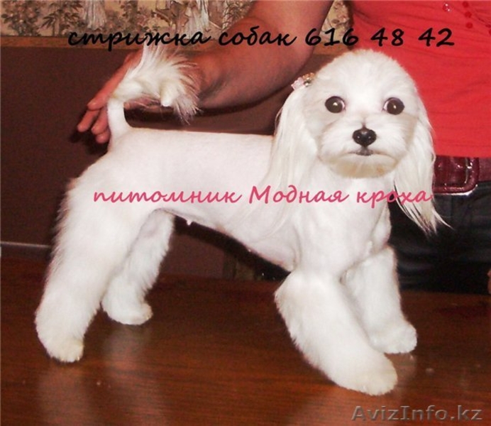 Питомники мальтийских болонок. - <ro>Изображение</ro><ru>Изображение</ru> #3, <ru>Объявление</ru> #20104