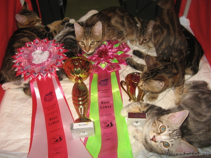 Курильский бобтейл-маленькая рысь - <ro>Изображение</ro><ru>Изображение</ru> #6, <ru>Объявление</ru> #406862