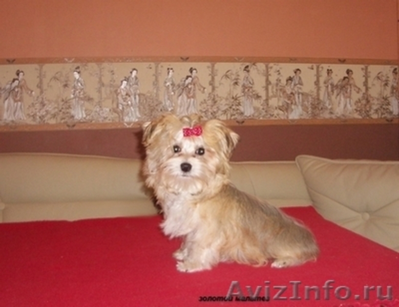 Питомники мальтийских болонок. - <ro>Изображение</ro><ru>Изображение</ru> #1, <ru>Объявление</ru> #20104