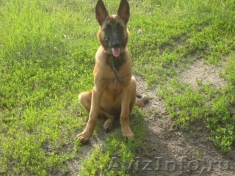 щенки бельгийской овчарки малинуа - <ro>Изображение</ro><ru>Изображение</ru> #3, <ru>Объявление</ru> #582314