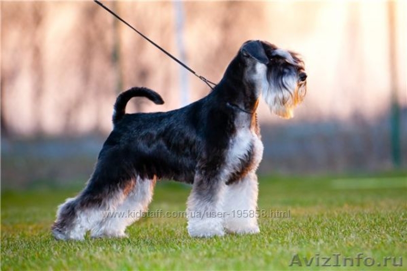 щенки цвергшнауцера, самая маленькая служебная собака - <ro>Изображение</ro><ru>Изображение</ru> #2, <ru>Объявление</ru> #361767