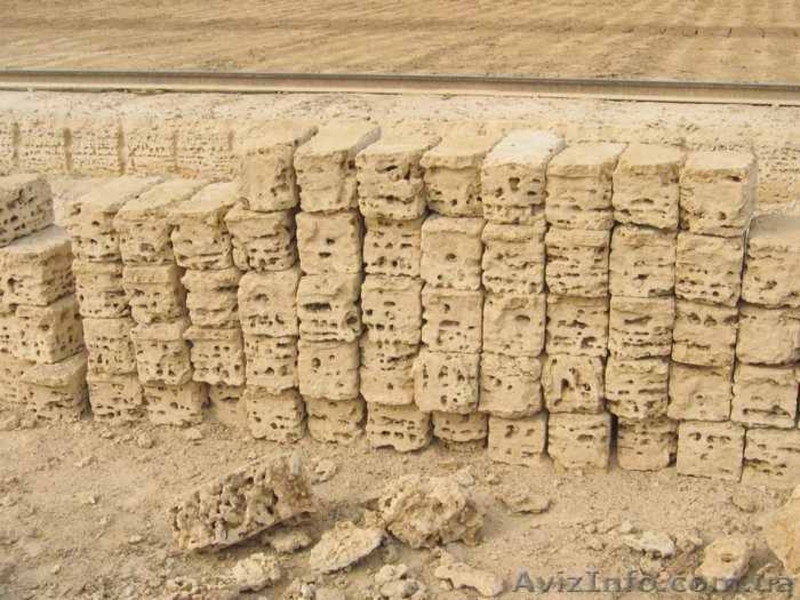 ракушечник крымский - <ro>Изображение</ro><ru>Изображение</ru> #1, <ru>Объявление</ru> #1824