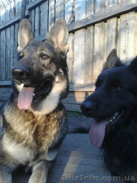 внеплановые щенки немецкой овчарки чёрного и зоннарно-серого окраса - <ro>Изображение</ro><ru>Изображение</ru> #1, <ru>Объявление</ru> #3268