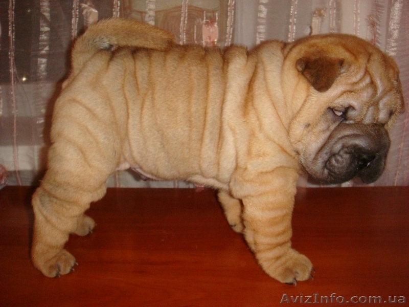 Шикарные шарпеи! - <ro>Изображение</ro><ru>Изображение</ru> #3, <ru>Объявление</ru> #6133