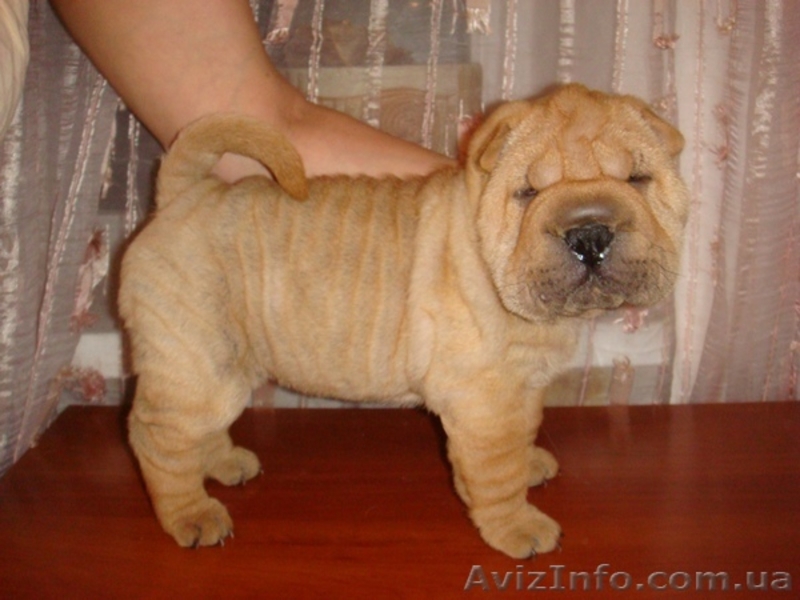 Шикарные шарпеи! - <ro>Изображение</ro><ru>Изображение</ru> #2, <ru>Объявление</ru> #6133