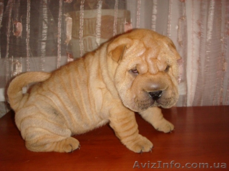 Шикарные шарпеи! - <ro>Изображение</ro><ru>Изображение</ru> #1, <ru>Объявление</ru> #6133