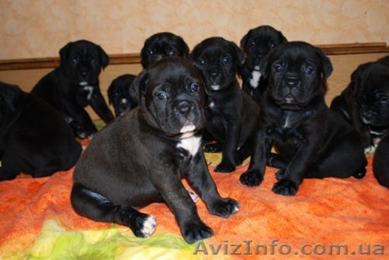 Щенки кане-корсо - <ro>Изображение</ro><ru>Изображение</ru> #3, <ru>Объявление</ru> #4500