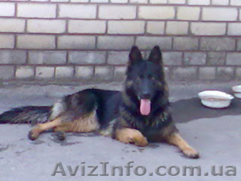 внеплановые щенки немецкой овчарки чёрного и зоннарно-серого окраса - <ro>Изображение</ro><ru>Изображение</ru> #3, <ru>Объявление</ru> #3268