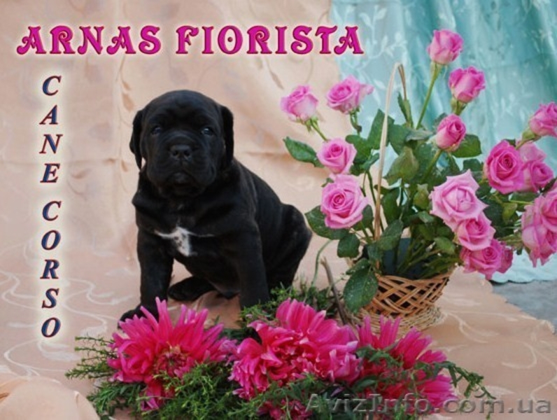Щенки кане-корсо - <ro>Изображение</ro><ru>Изображение</ru> #1, <ru>Объявление</ru> #4500