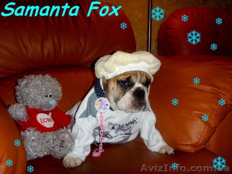 ЩЕНОК  БУЛЬДОГА ОТ ГРАНД ЧЕМПИОНОВ - <ro>Изображение</ro><ru>Изображение</ru> #2, <ru>Объявление</ru> #5735