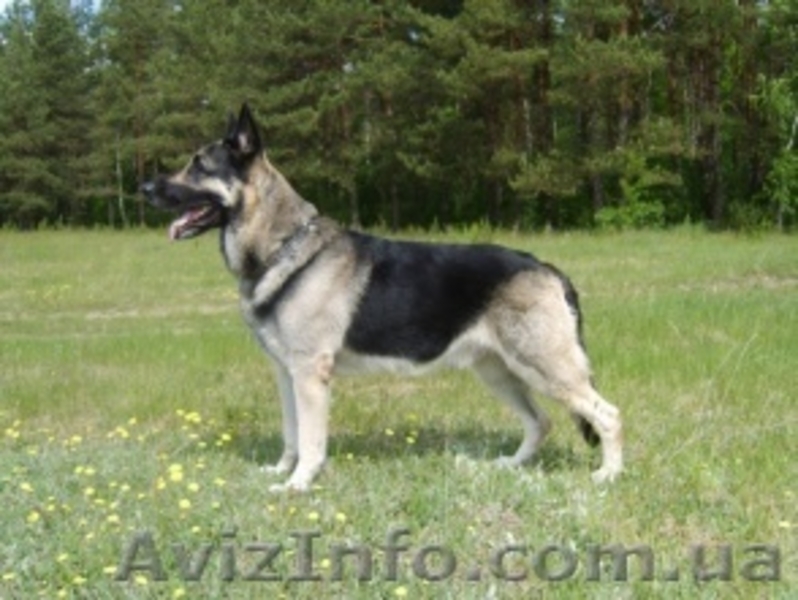 продам щенков восточно-европейской овчарки - <ro>Изображение</ro><ru>Изображение</ru> #1, <ru>Объявление</ru> #8787