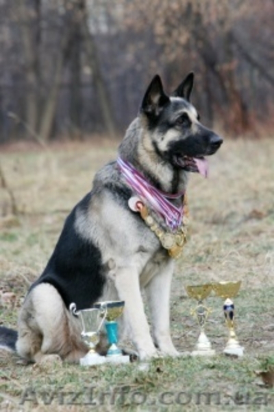 продам щенков восточно-европейской овчарки - <ro>Изображение</ro><ru>Изображение</ru> #2, <ru>Объявление</ru> #8787