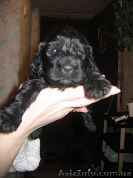 Продам щенков кокер-спаниеля - <ro>Изображение</ro><ru>Изображение</ru> #1, <ru>Объявление</ru> #10981