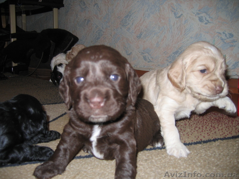 Продам щенков кокер-спаниеля - <ro>Изображение</ro><ru>Изображение</ru> #2, <ru>Объявление</ru> #10981