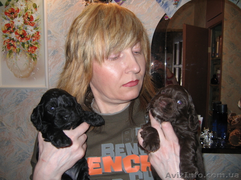 Продам щенков кокер-спаниеля - <ro>Изображение</ro><ru>Изображение</ru> #3, <ru>Объявление</ru> #10981