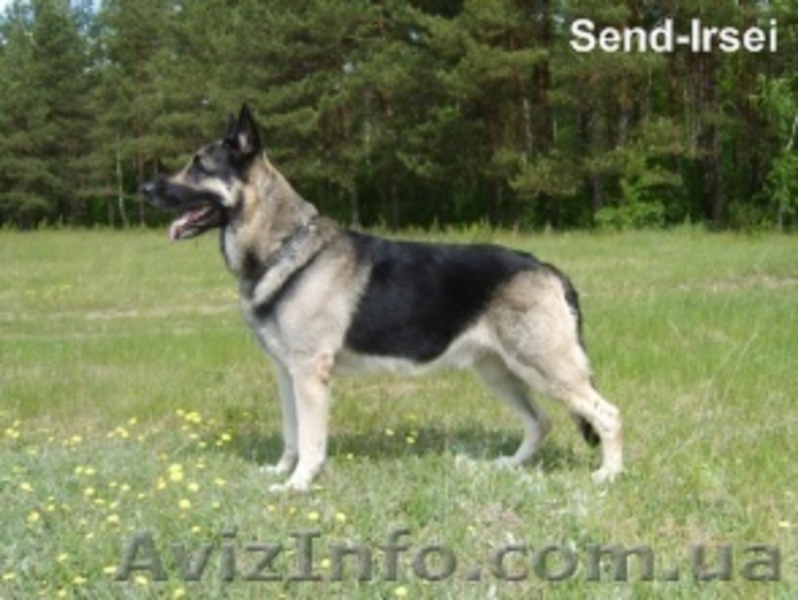 предлагаю щеночков восточно-европейской породы - <ro>Изображение</ro><ru>Изображение</ru> #1, <ru>Объявление</ru> #11118