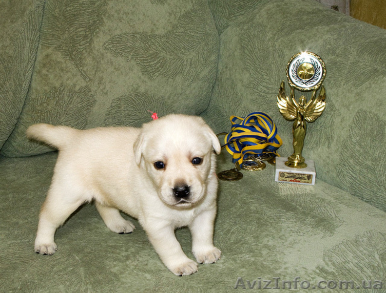 МАЛЫШИ  Лабрадора Ретривера - <ro>Изображение</ro><ru>Изображение</ru> #1, <ru>Объявление</ru> #10568