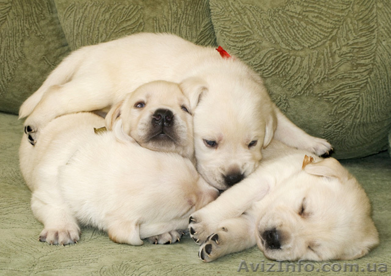 МАЛЫШИ  Лабрадора Ретривера - <ro>Изображение</ro><ru>Изображение</ru> #2, <ru>Объявление</ru> #10568