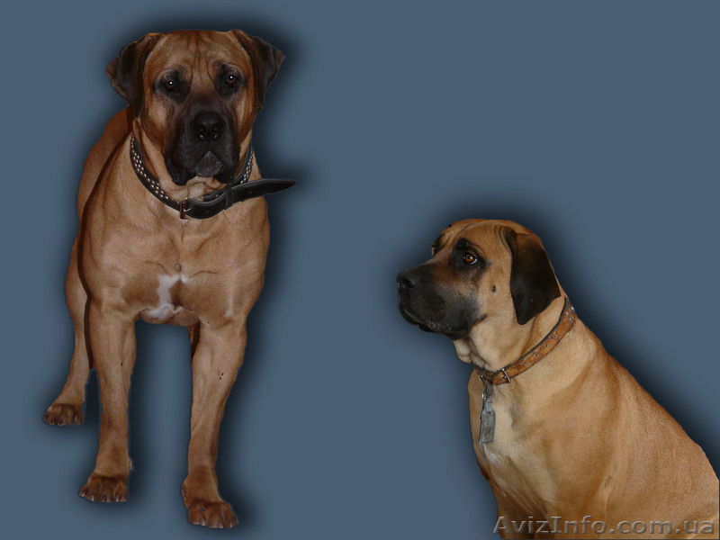 Щенки южноафриканского бурбуля - <ro>Изображение</ro><ru>Изображение</ru> #1, <ru>Объявление</ru> #12462