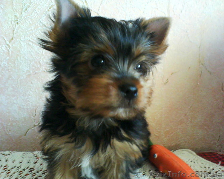 Продам щенка йоркширского терьера, Харьков - <ro>Изображение</ro><ru>Изображение</ru> #1, <ru>Объявление</ru> #13110
