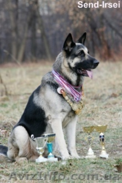 Продам щенков восточно-европейская овчарка(ВЕО). - <ro>Изображение</ro><ru>Изображение</ru> #2, <ru>Объявление</ru> #14510