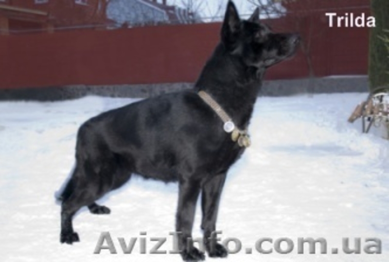 Продам щенков восточно-европейская овчарка(ВЕО). - <ro>Изображение</ro><ru>Изображение</ru> #3, <ru>Объявление</ru> #14510