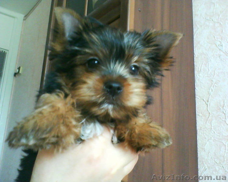 Щенок йоркширского терьера, мальчик - <ro>Изображение</ro><ru>Изображение</ru> #1, <ru>Объявление</ru> #27535