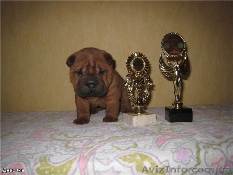 шарпей щенки мини и стандарт - <ro>Изображение</ro><ru>Изображение</ru> #1, <ru>Объявление</ru> #25003