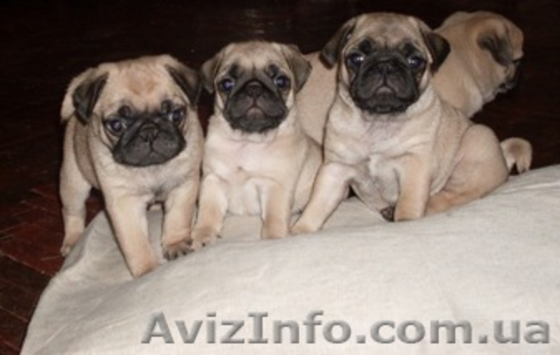 Продам щенков мопса c документами ККУ - <ro>Изображение</ro><ru>Изображение</ru> #1, <ru>Объявление</ru> #19506