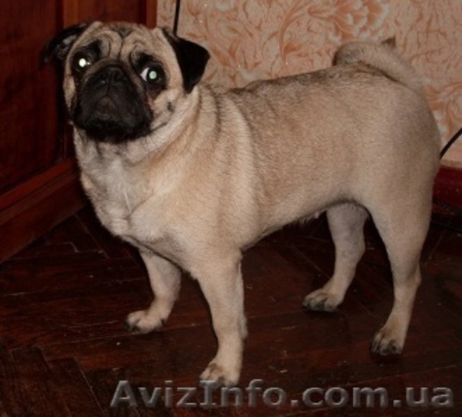 Продам щенков мопса c документами ККУ - <ro>Изображение</ro><ru>Изображение</ru> #2, <ru>Объявление</ru> #19506