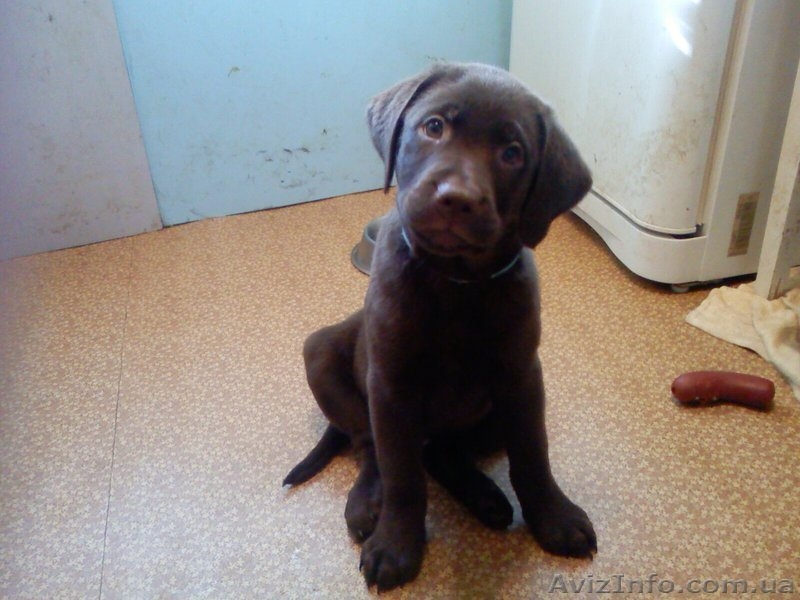 Щенки породы лабрадор ретривер шоколадного окраса. - <ro>Изображение</ro><ru>Изображение</ru> #2, <ru>Объявление</ru> #27144