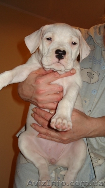 Аргентинский дог. Щенки. Продам - <ro>Изображение</ro><ru>Изображение</ru> #1, <ru>Объявление</ru> #28972