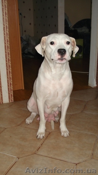 Аргентинский дог. Щенки. Продам - <ro>Изображение</ro><ru>Изображение</ru> #2, <ru>Объявление</ru> #28972