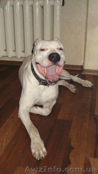 Аргентинский дог. Щенки. Продам - <ro>Изображение</ro><ru>Изображение</ru> #3, <ru>Объявление</ru> #28972