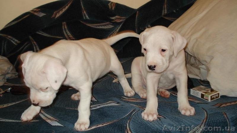 Аргентинский дог. Щенки. Продам - <ro>Изображение</ro><ru>Изображение</ru> #4, <ru>Объявление</ru> #28972