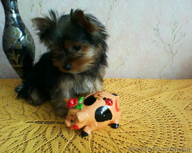 Продам щенка йоркширского терьера, Харьков - <ro>Изображение</ro><ru>Изображение</ru> #4, <ru>Объявление</ru> #13110