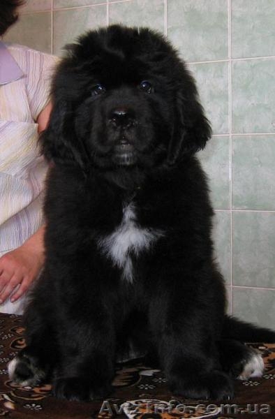 Щенки ньюфаундленда  шоу класса в Харькове - <ro>Изображение</ro><ru>Изображение</ru> #1, <ru>Объявление</ru> #34020